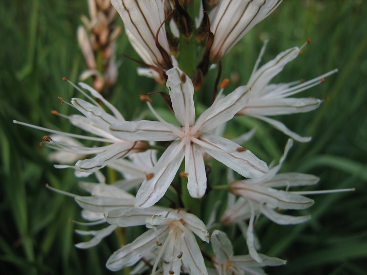 Asphodelus albus