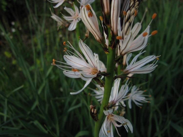 Asphodelus albus