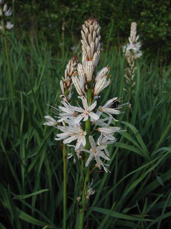 Asphodelus albus