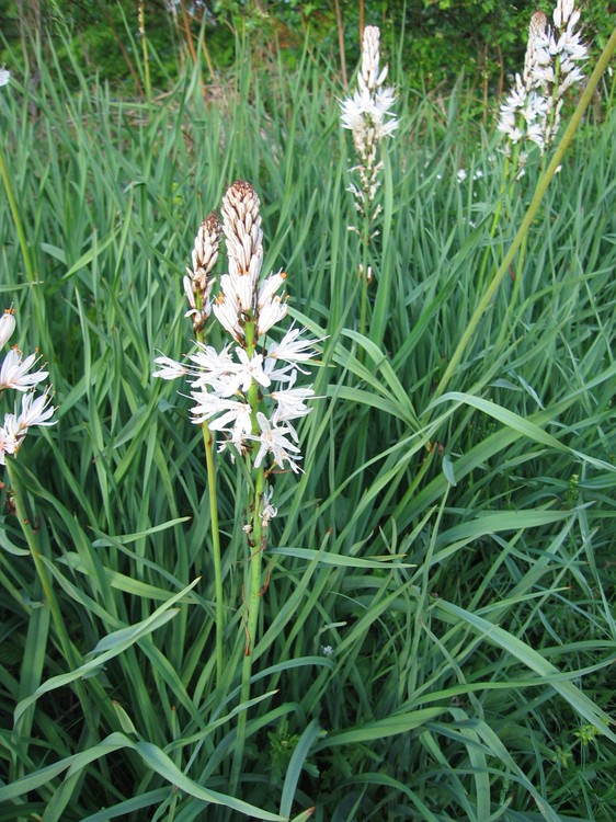 Asphodelus albus
