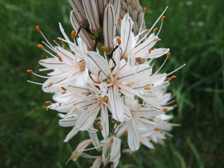 Asphodelus albus
