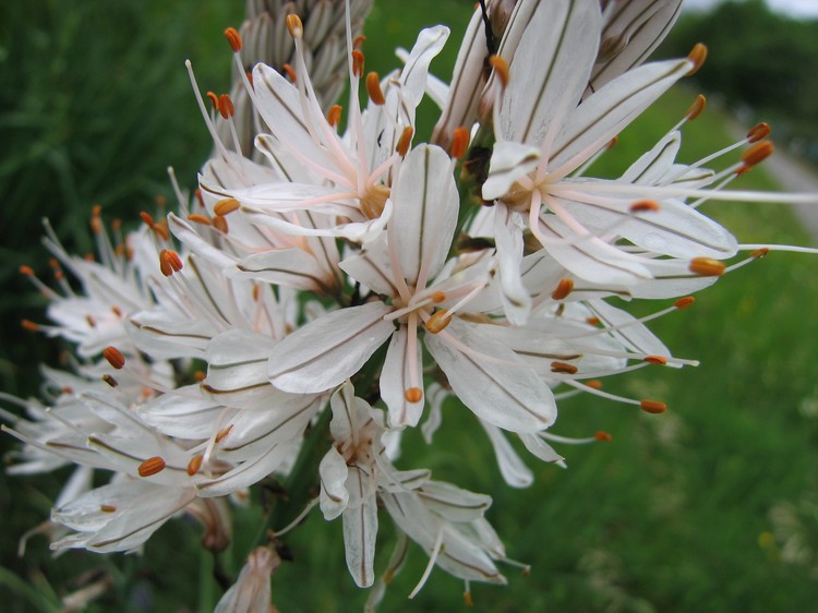 Asphodelus albus