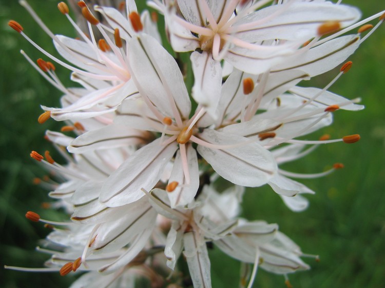 Asphodelus albus