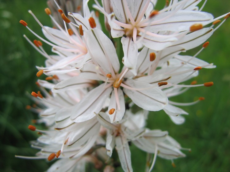 Asphodelus albus
