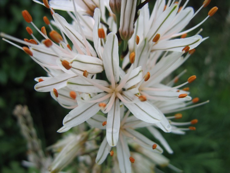Asphodelus albus