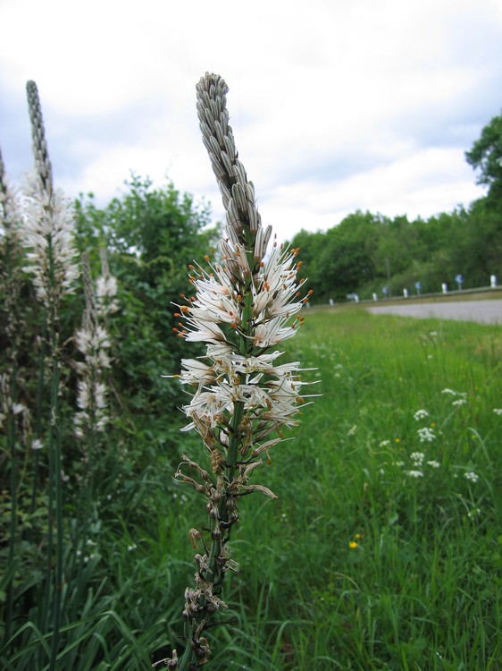 Asphodelus albus