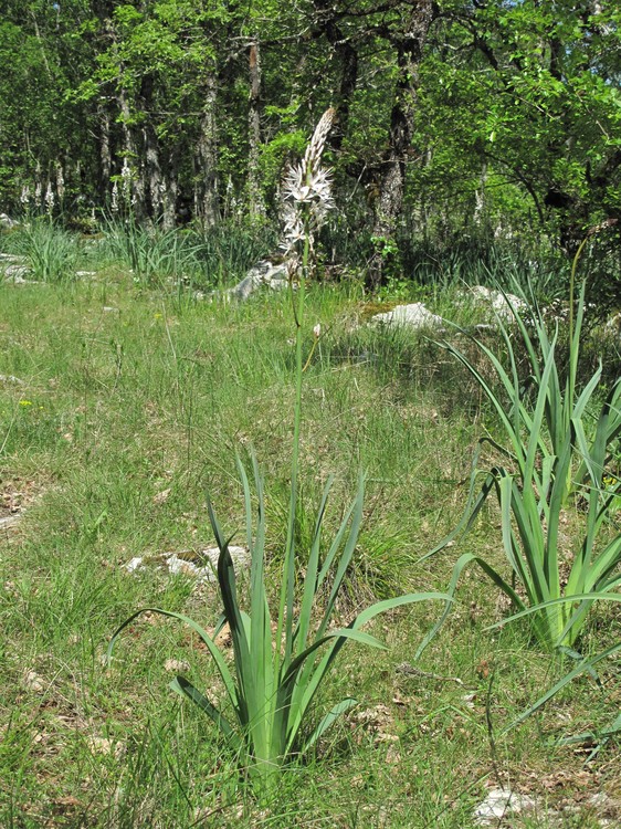 Asphodelus albus