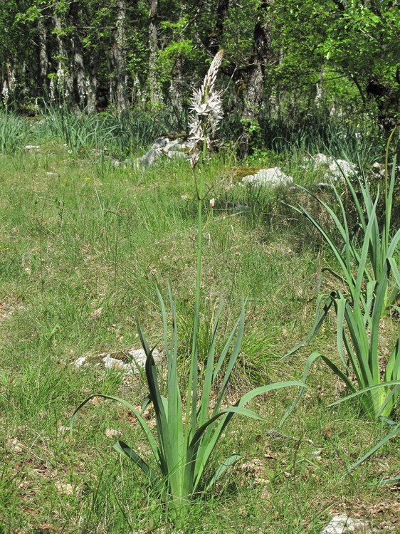 Asphodelus albus