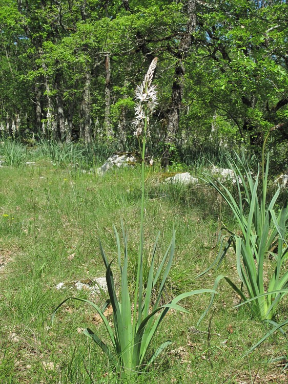 Asphodelus albus