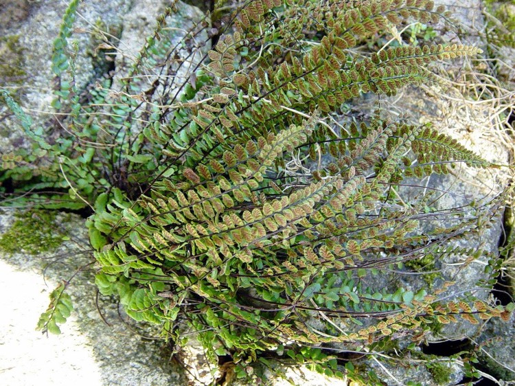Asplenium trichomanes