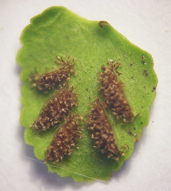 Asplenium trichomanes