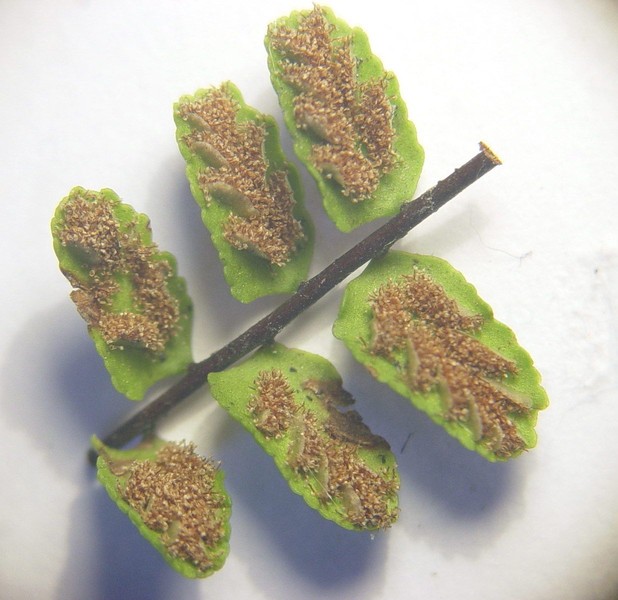 Asplenium trichomanes
