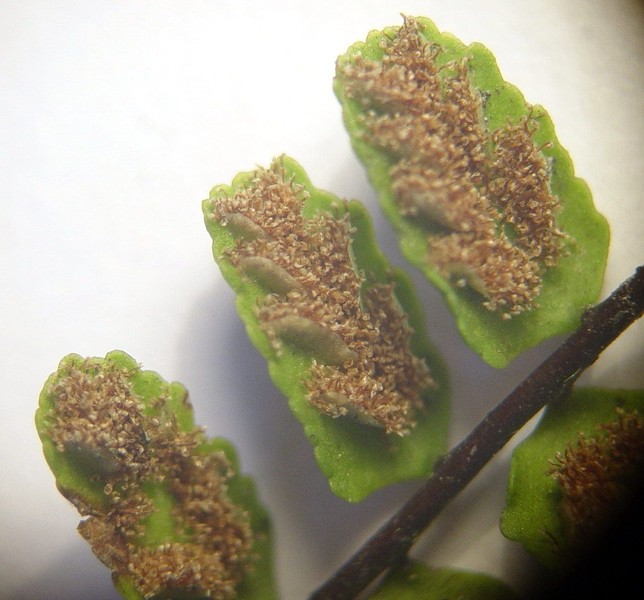 Asplenium trichomanes