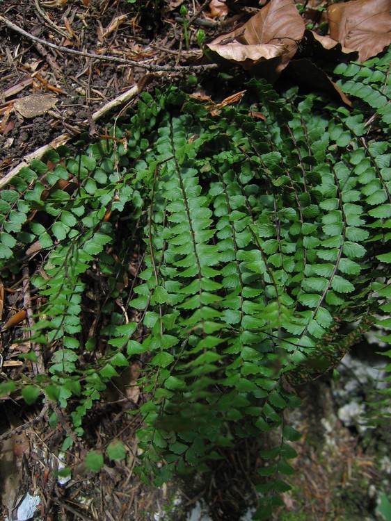 Asplenium trichomanes