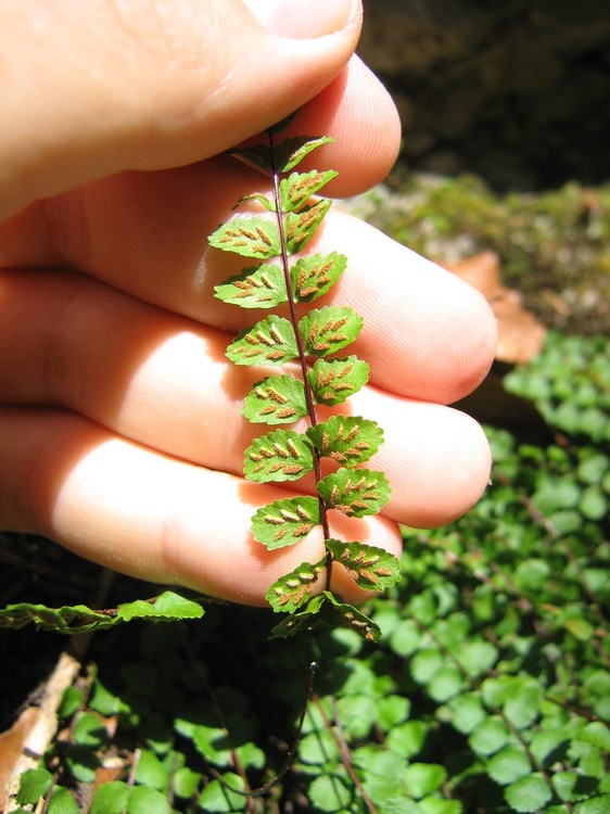 Asplenium trichomanes