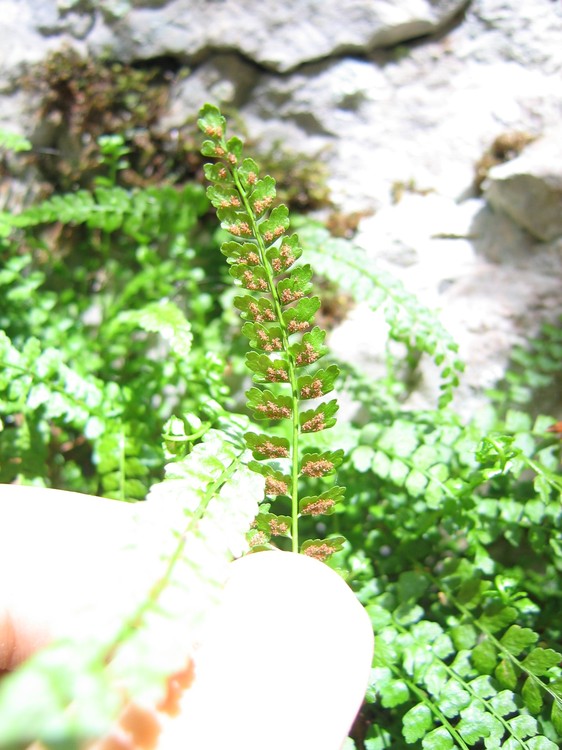 Asplenium trichomanes
