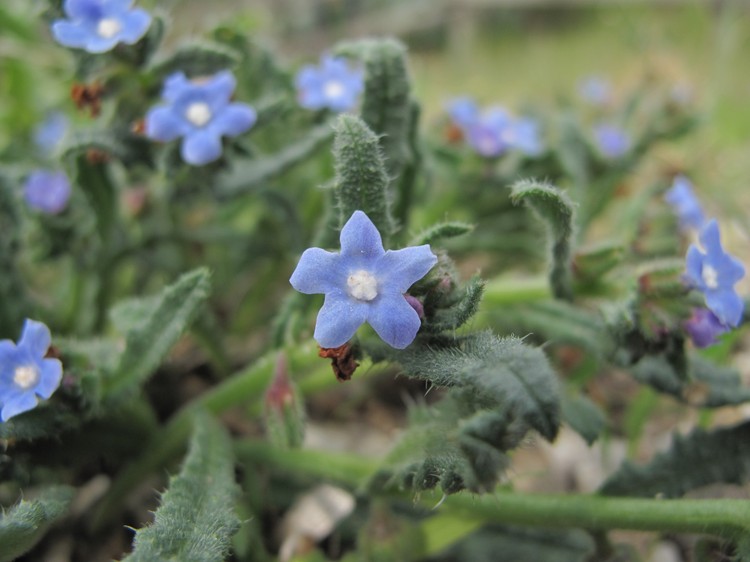 Anchusa crispa