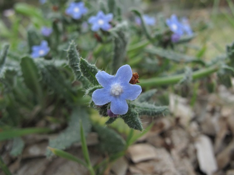 Anchusa crispa