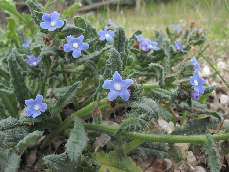 Anchusa crispa