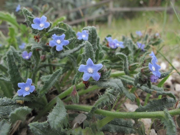 Anchusa crispa