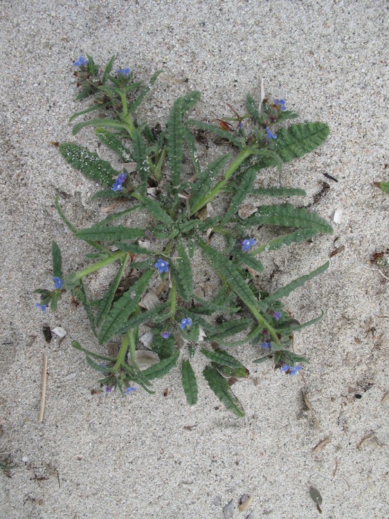 Anchusa crispa