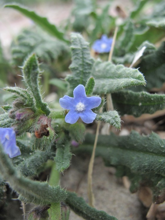 Anchusa crispa