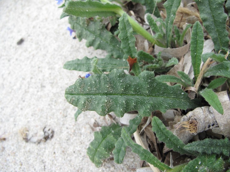 Anchusa crispa