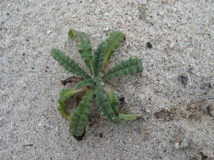 Anchusa crispa