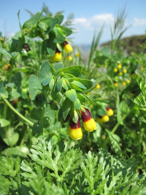 Cerinthe major