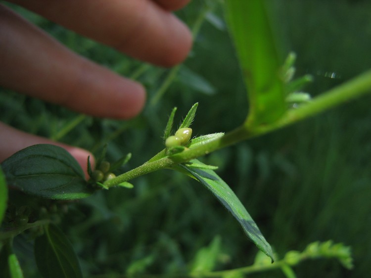 Lithospermum officinale