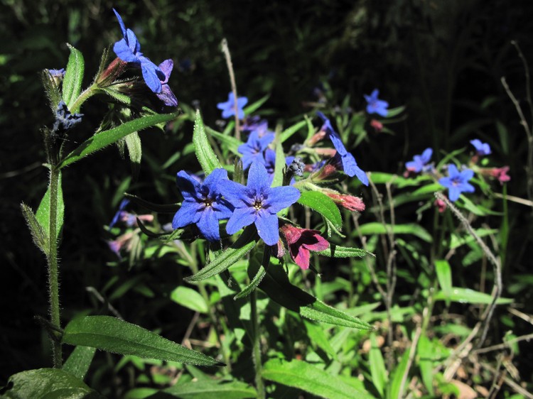 Lithospermum purpurocaeruleum