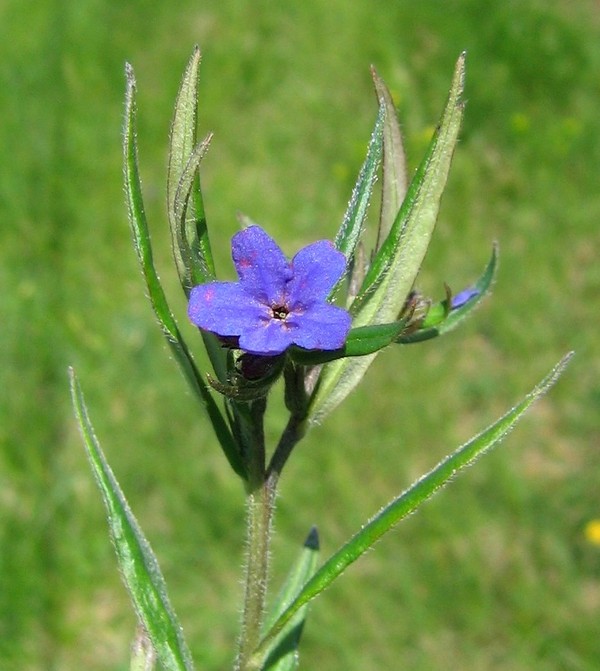 Lithospermum purpurocaeruleum
