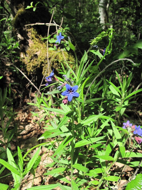 Lithospermum purpurocaeruleum
