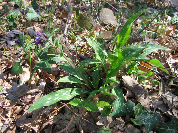 Pulmonaria longifolia