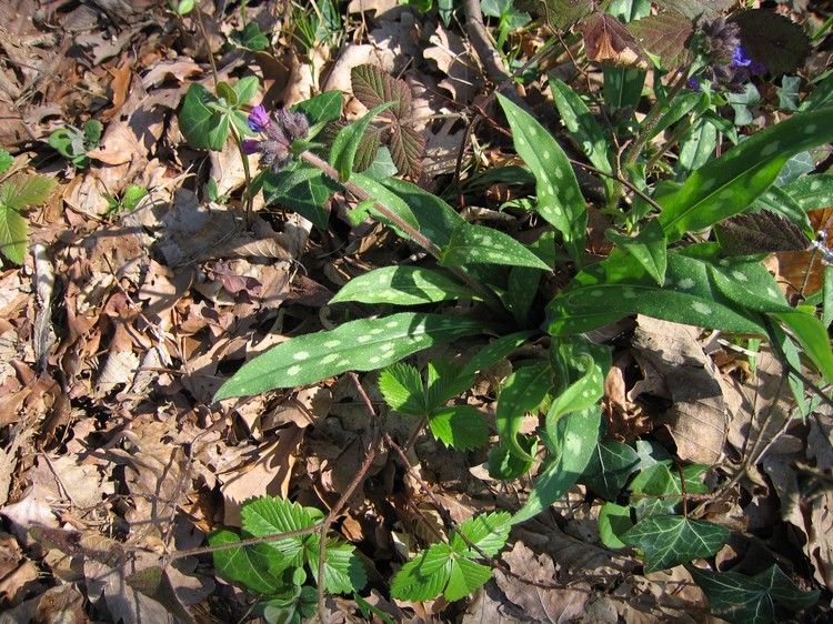 Pulmonaria longifolia