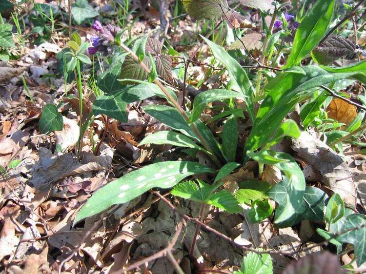 Pulmonaria longifolia
