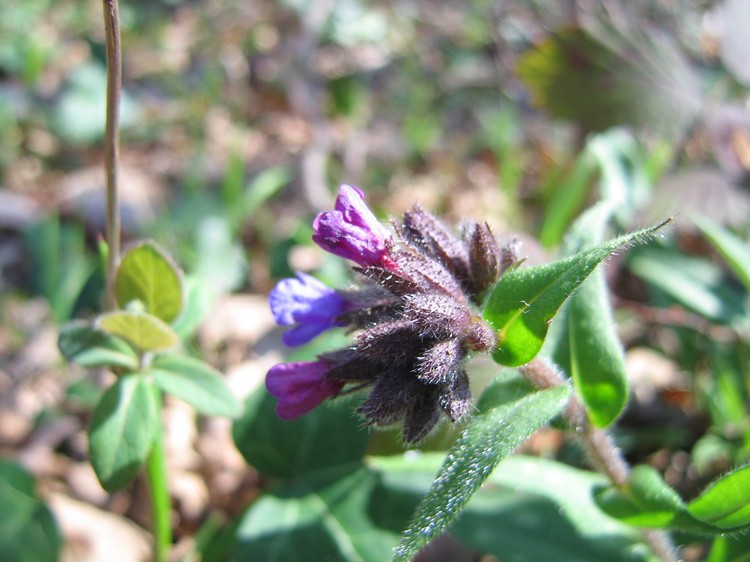 Pulmonaria longifolia