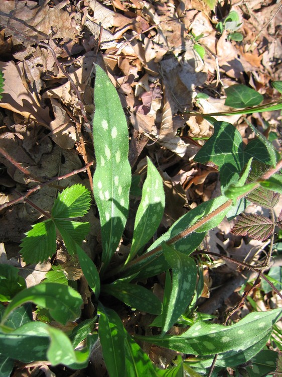 Pulmonaria longifolia
