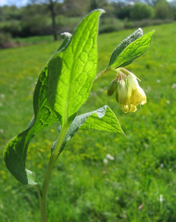 Symphytum tuberosum
