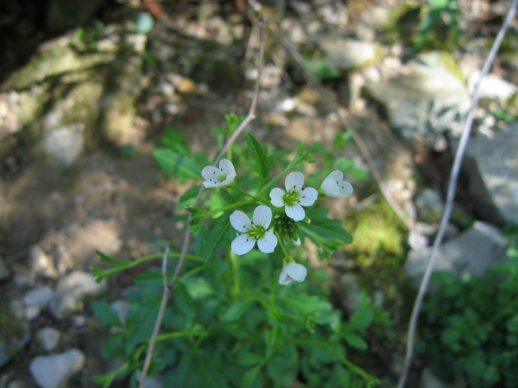 Cardamine amara