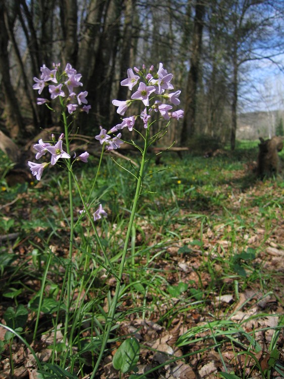 Cardamine pratensis
