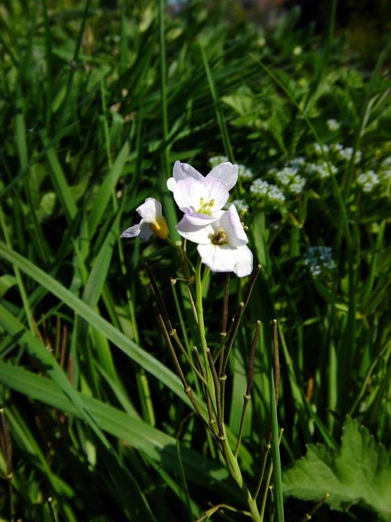 Cardamine pratensis