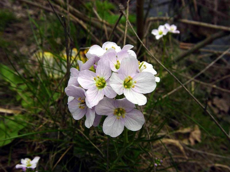Cardamine pratensis