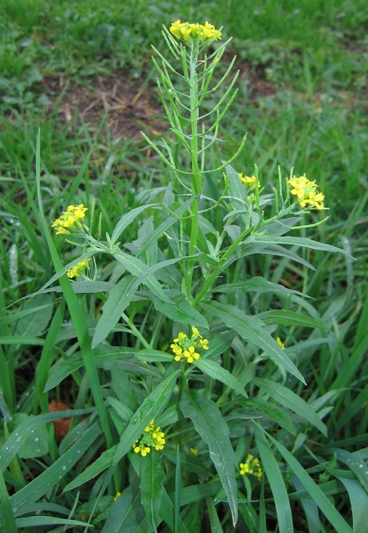 Erysimum cheiranthoides