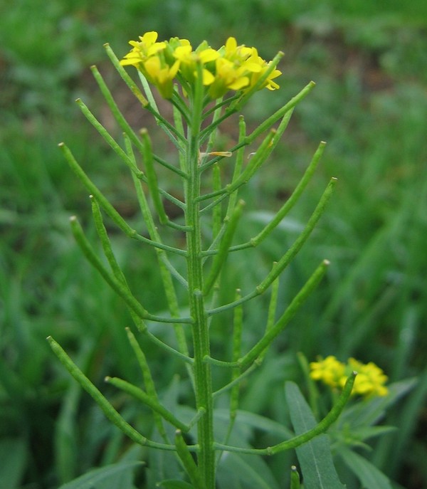 Erysimum cheiranthoides