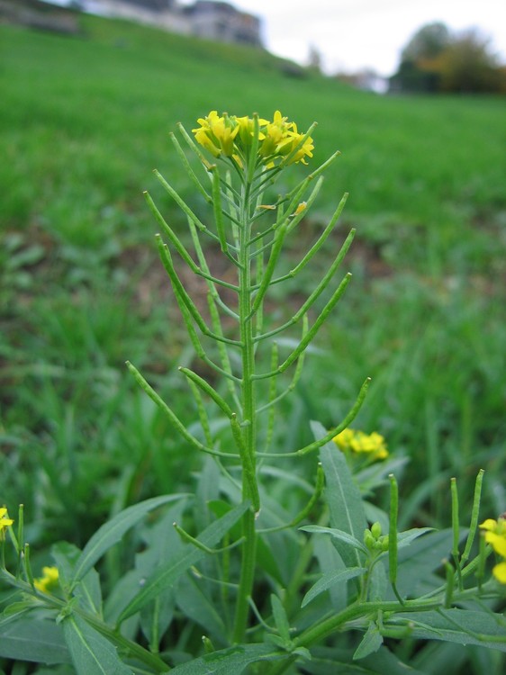 Erysimum cheiranthoides
