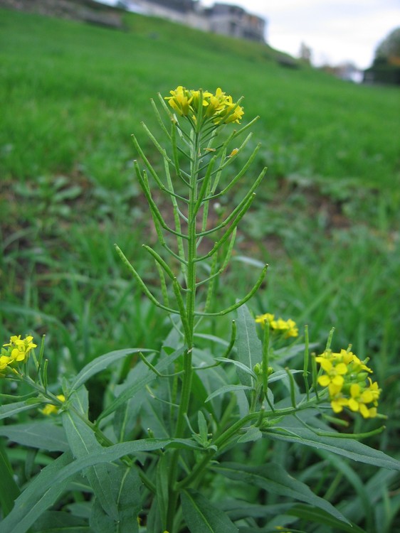 Erysimum cheiranthoides