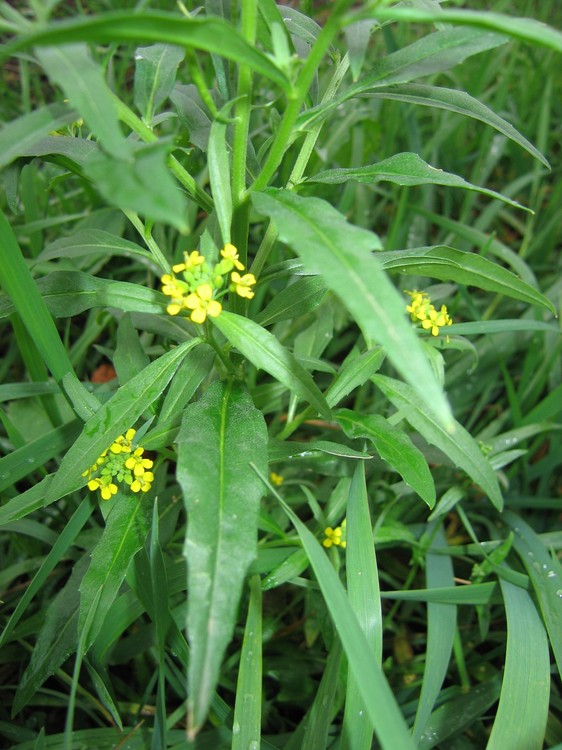 Erysimum cheiranthoides