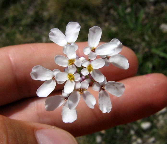 Iberis amara