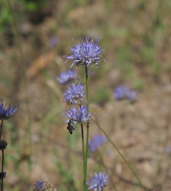 Jasione montana